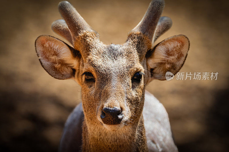 Close up, Indian hog deer (Axis porcinus), or Indochinese hog deer.